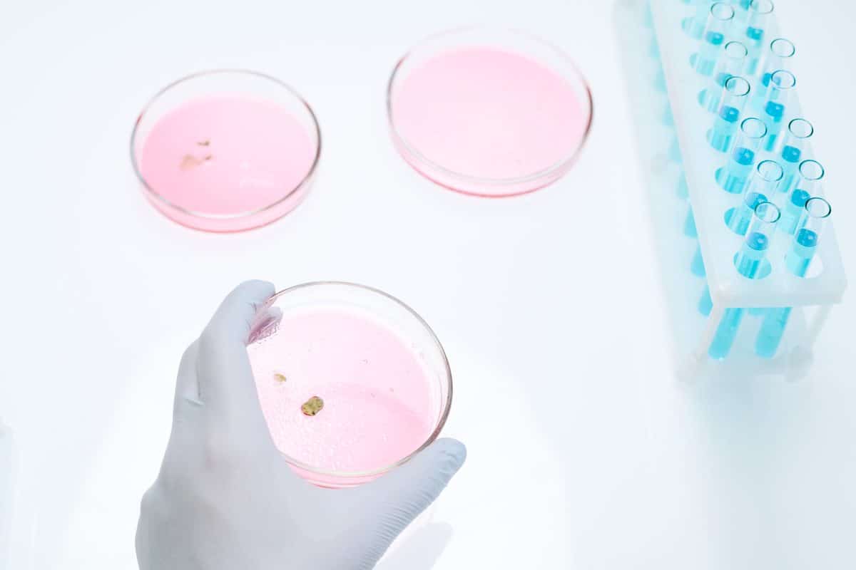 Prøve for skimmelsvamp analyseres i laboratorium efter skimmelundersøgelse